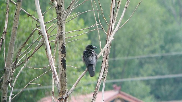 Large-billed Crow (Large-billed) - ML628537528
