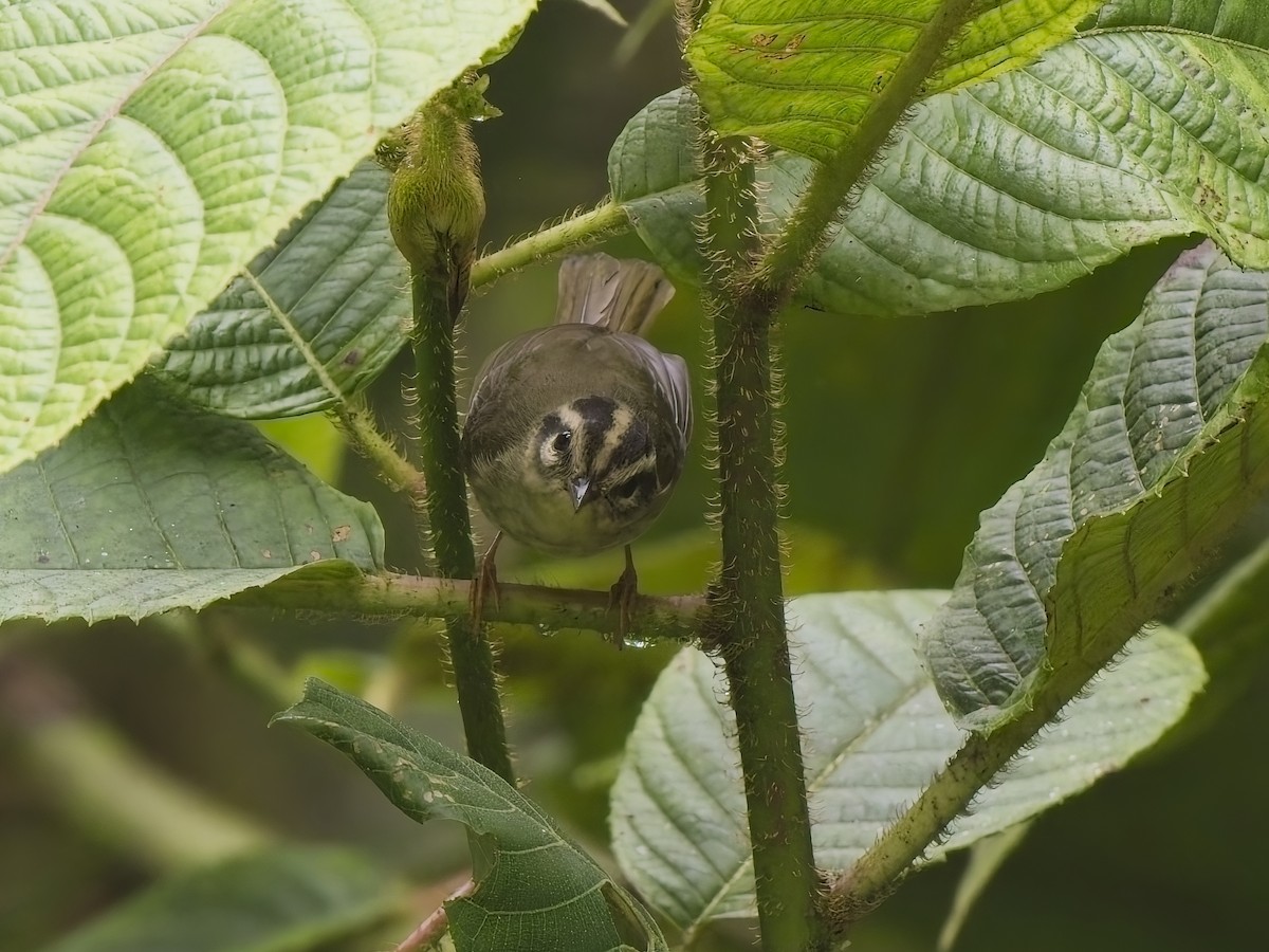 Dreistreifen-Waldsänger - ML628537562