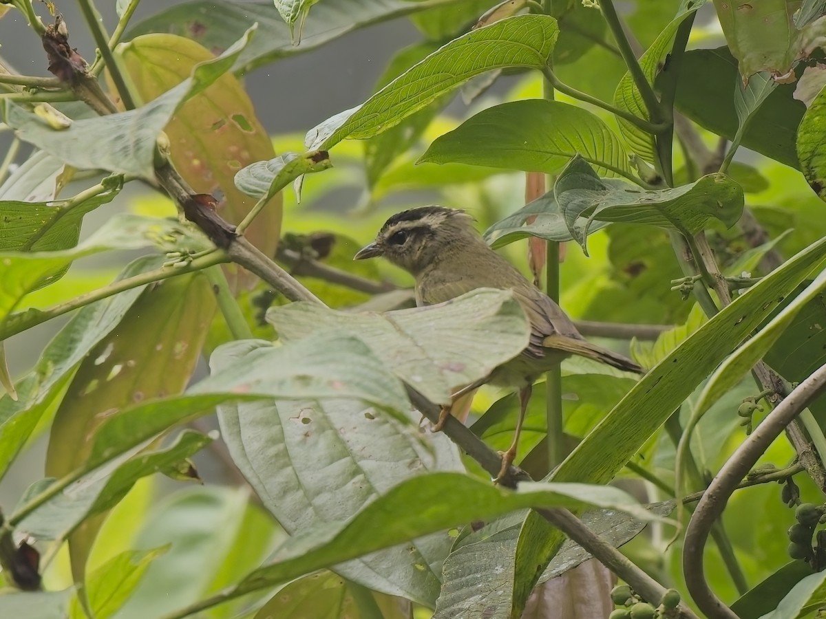 Dreistreifen-Waldsänger - ML628537564