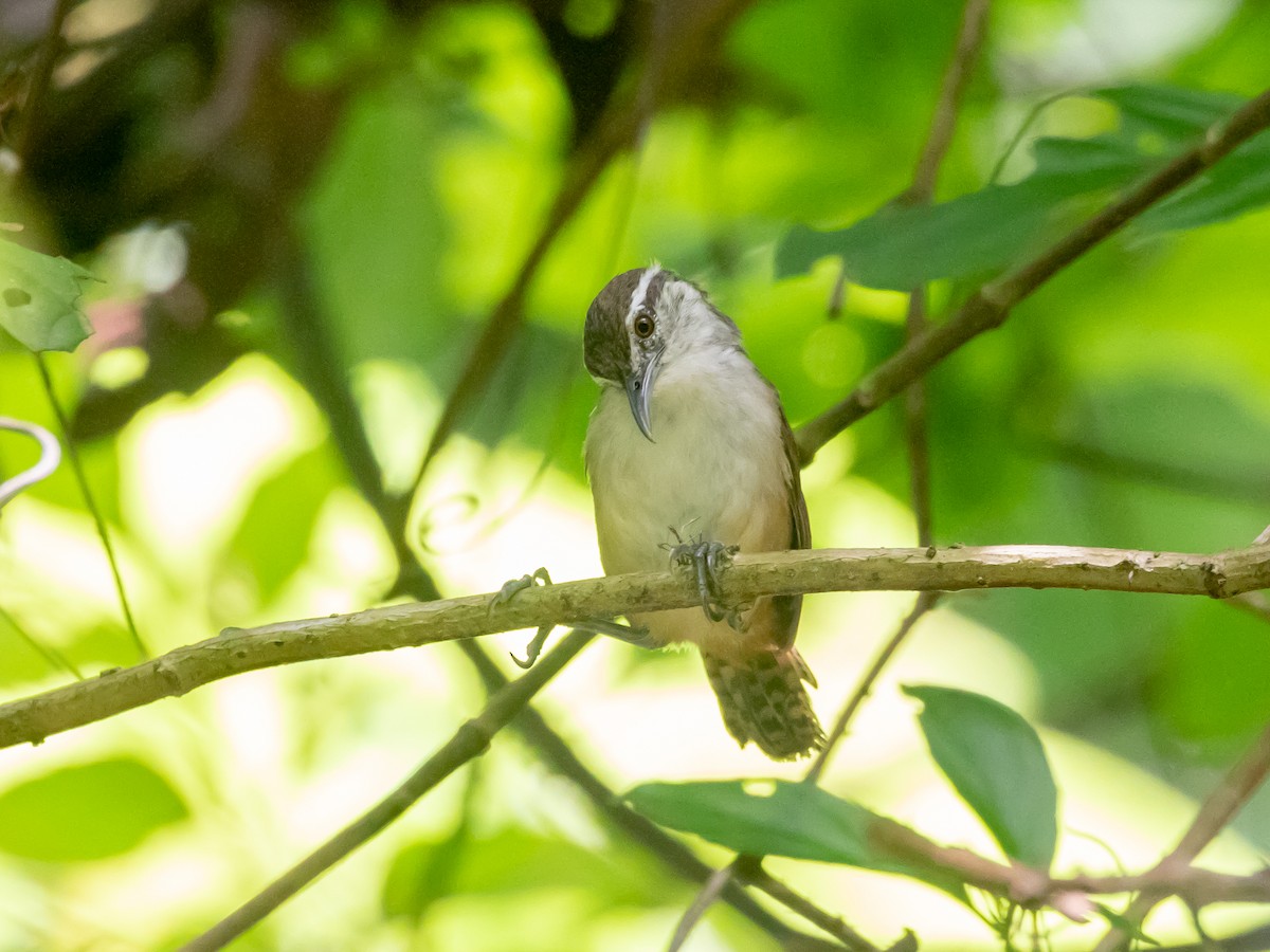 Isthmian Wren - ML628537590