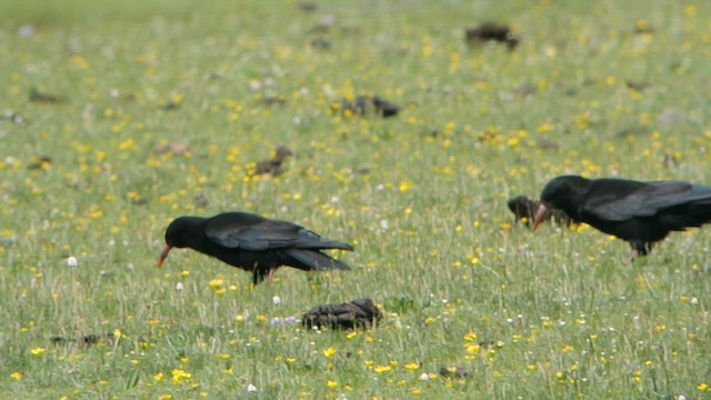 alpekråke (pyrrhocorax gr.) - ML628537617