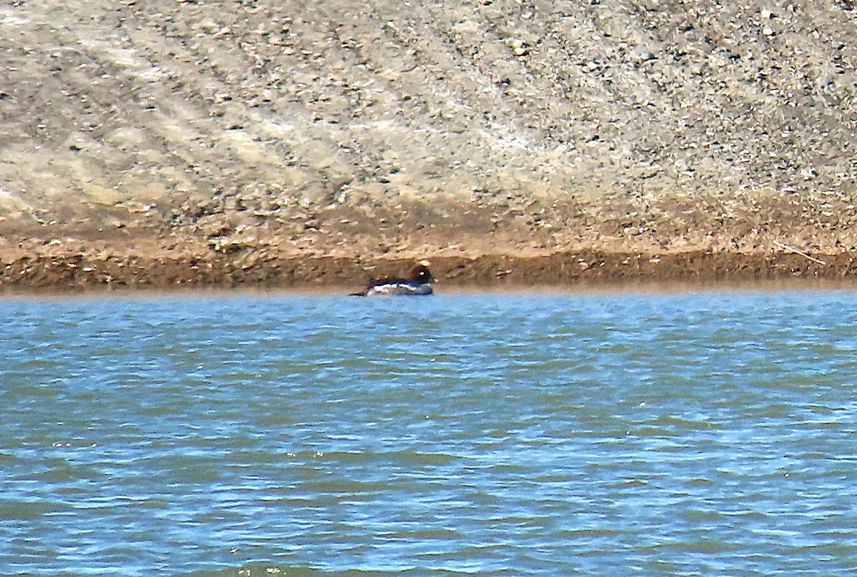 鵲鴨 - ML628537636