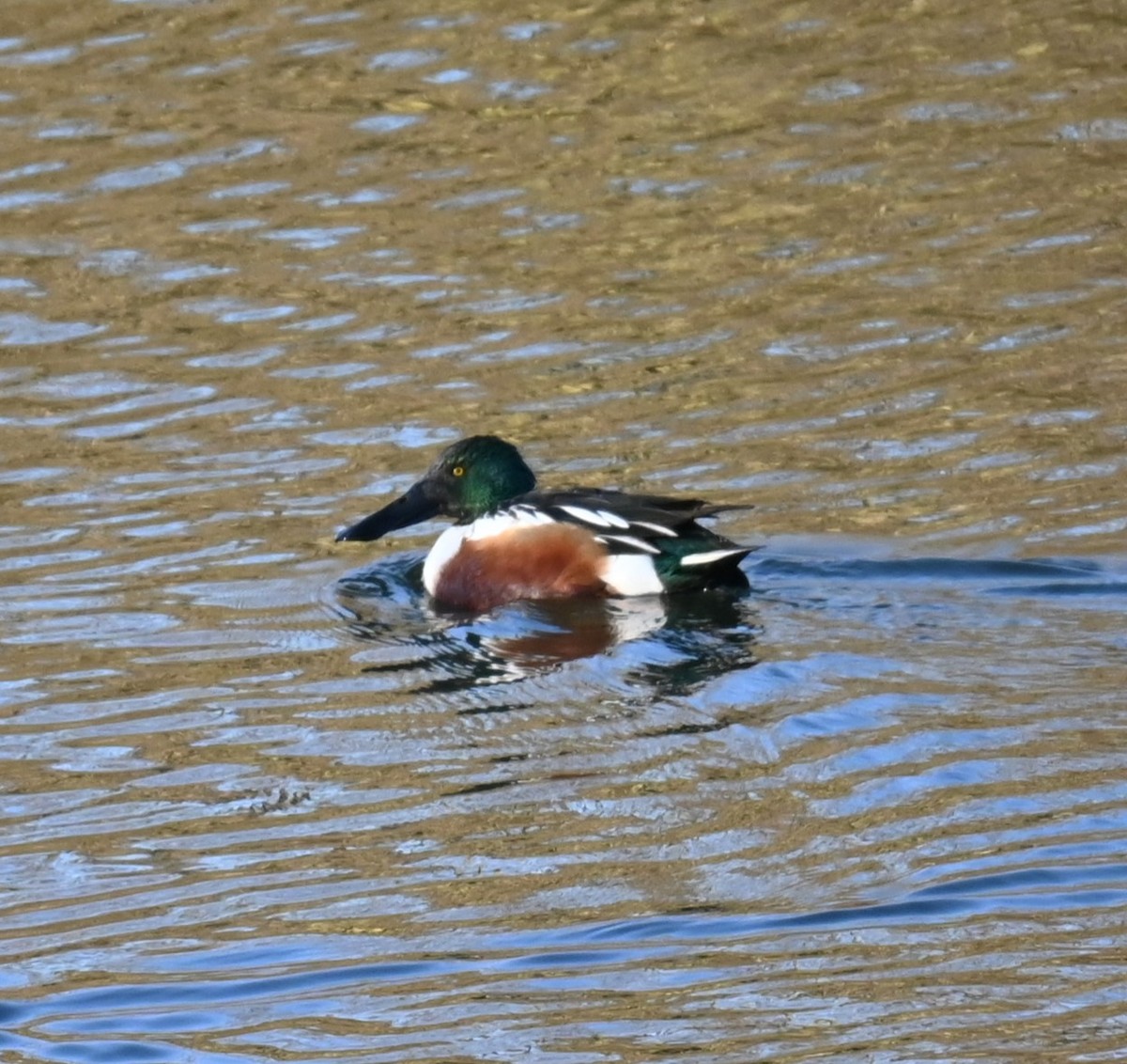 Northern Shoveler - ML628537657