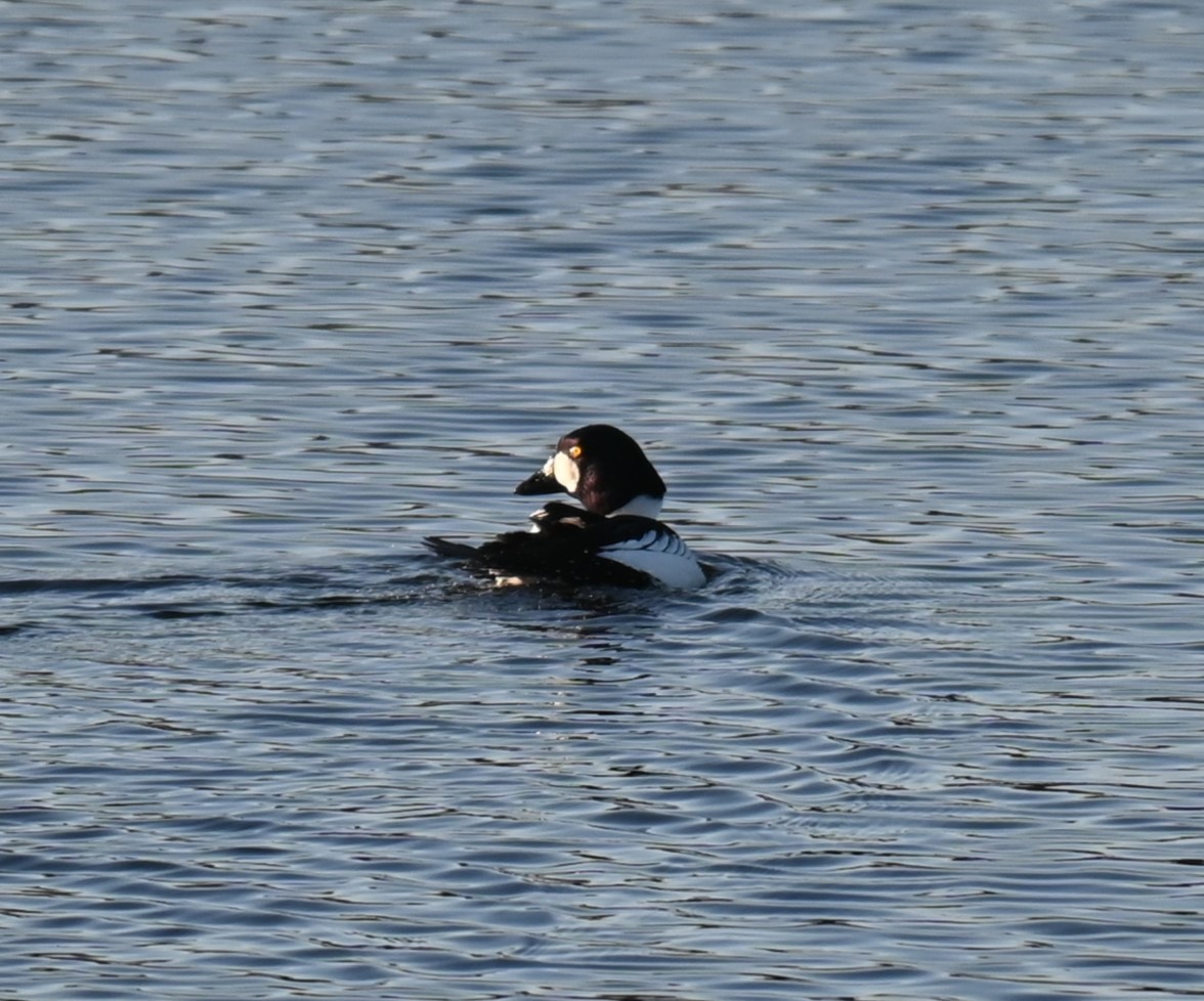 Common Goldeneye - ML628537663