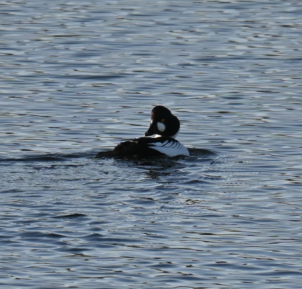 Common Goldeneye - ML628537664