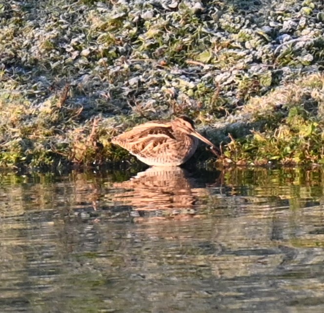 Common Snipe - ML628537697