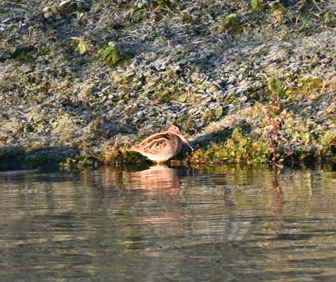 Common Snipe - ML628537698