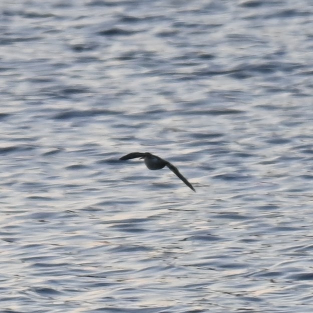 Common Sandpiper - ML628537707