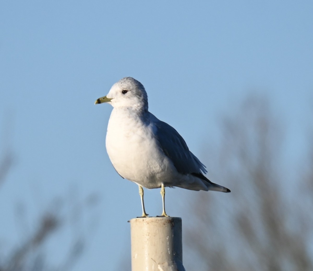 Common Gull - ML628537709