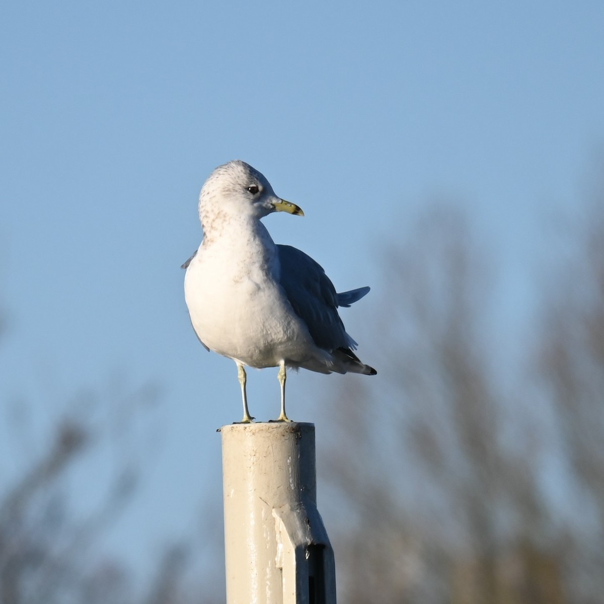 Common Gull - ML628537711