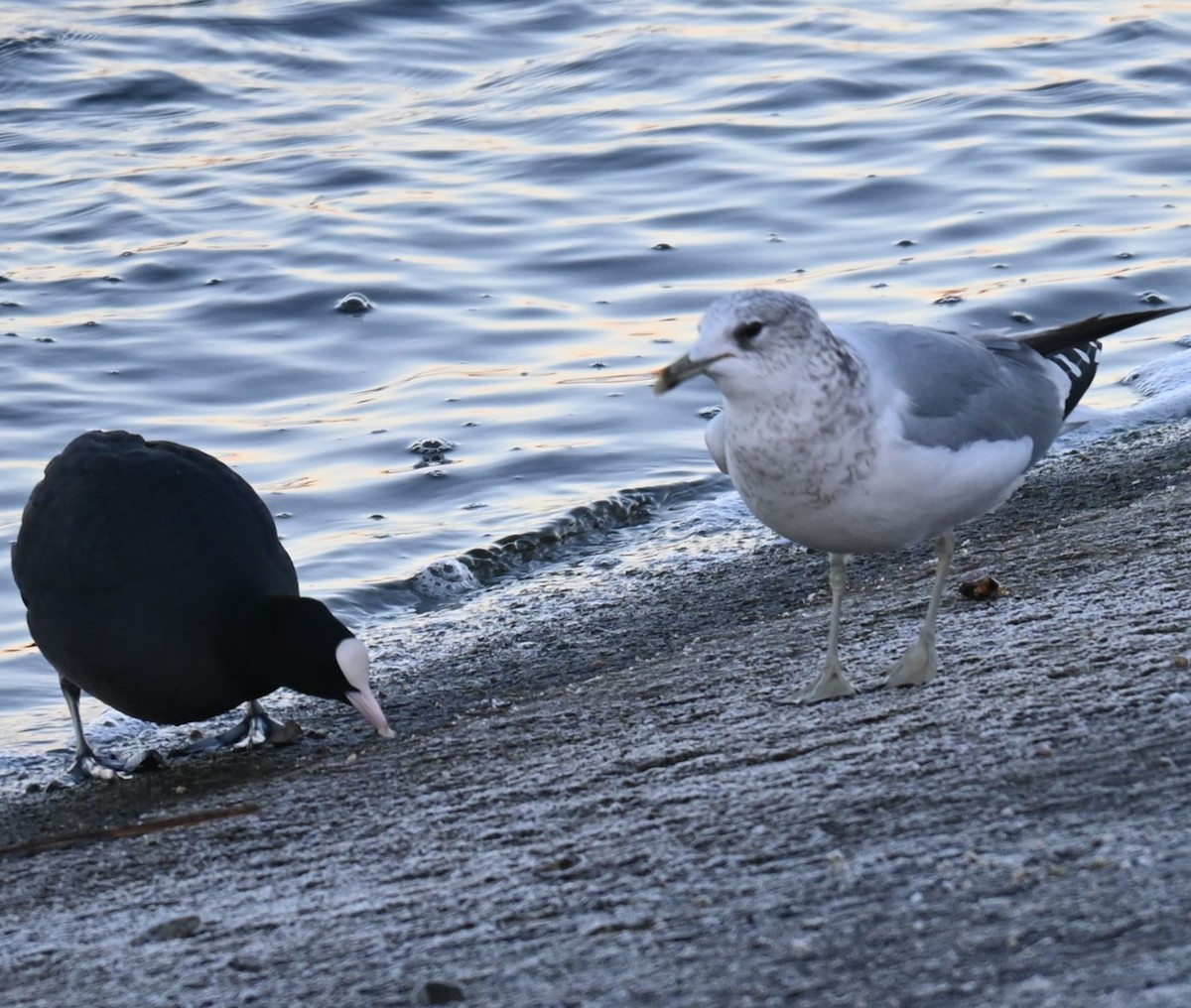 Common Gull - ML628537712