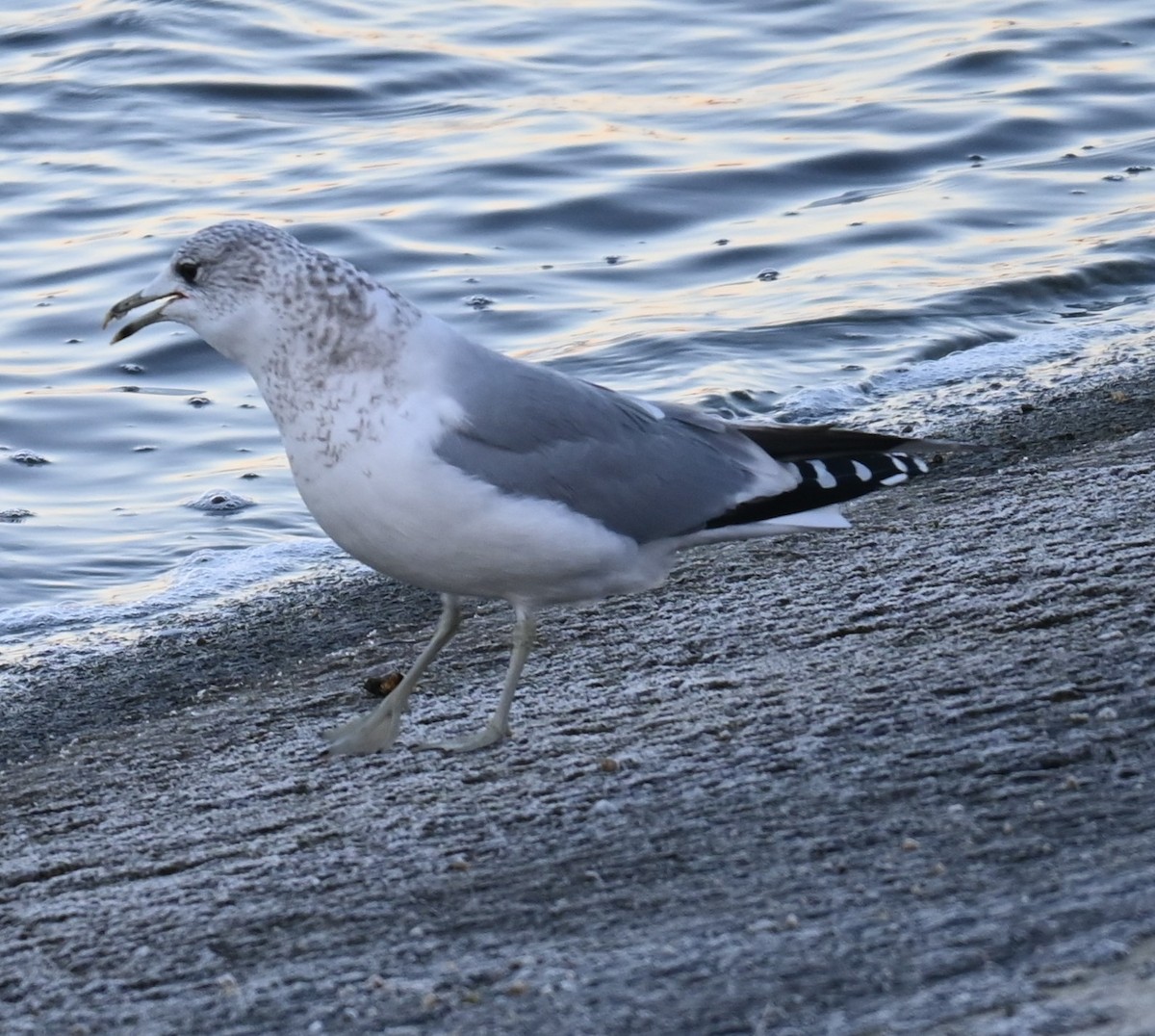 Common Gull - ML628537713