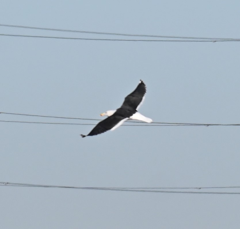 Great Black-backed Gull - ML628537714