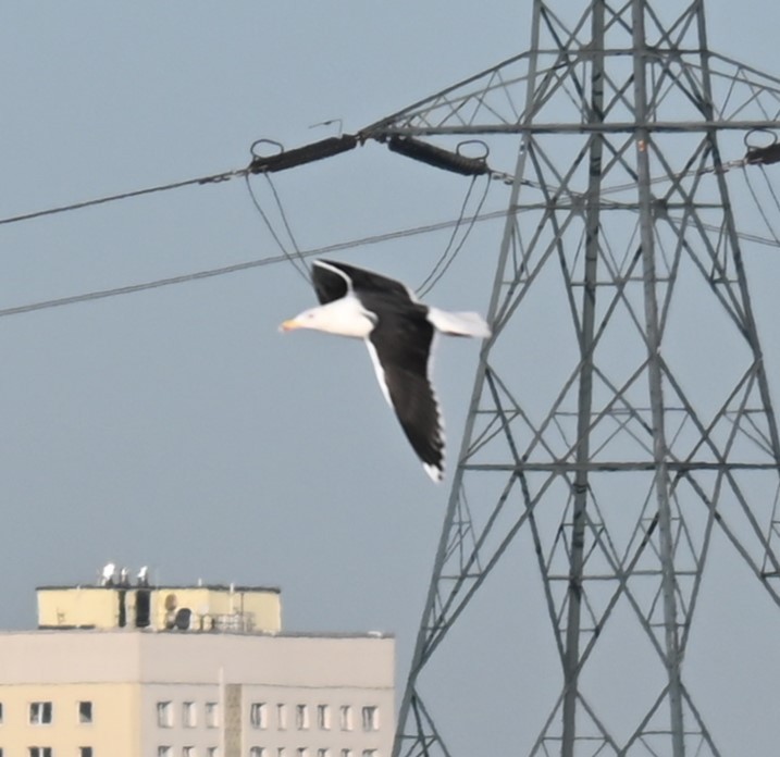 Great Black-backed Gull - ML628537715