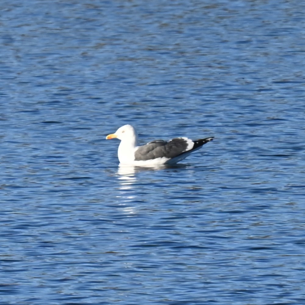 Lesser Black-backed Gull - ML628537727