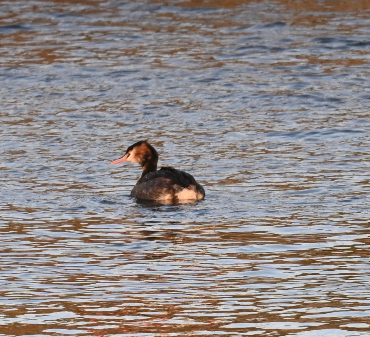 Great Crested Grebe - ML628537730