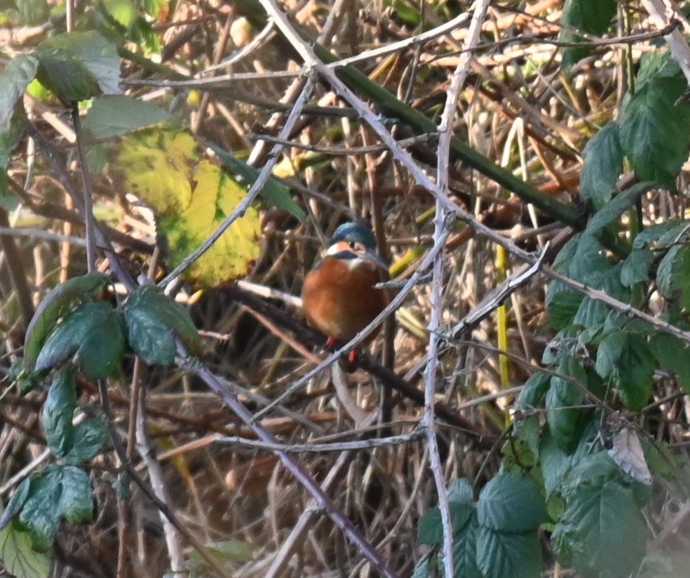 Common Kingfisher - ML628537735