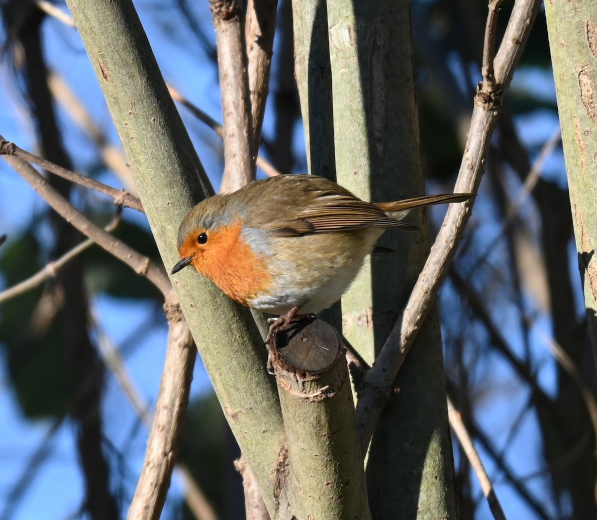 European Robin - ML628537743