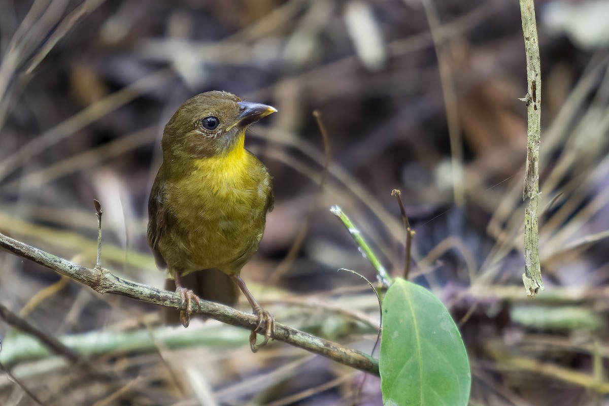 Red-throated Ant-Tanager - ML628537746