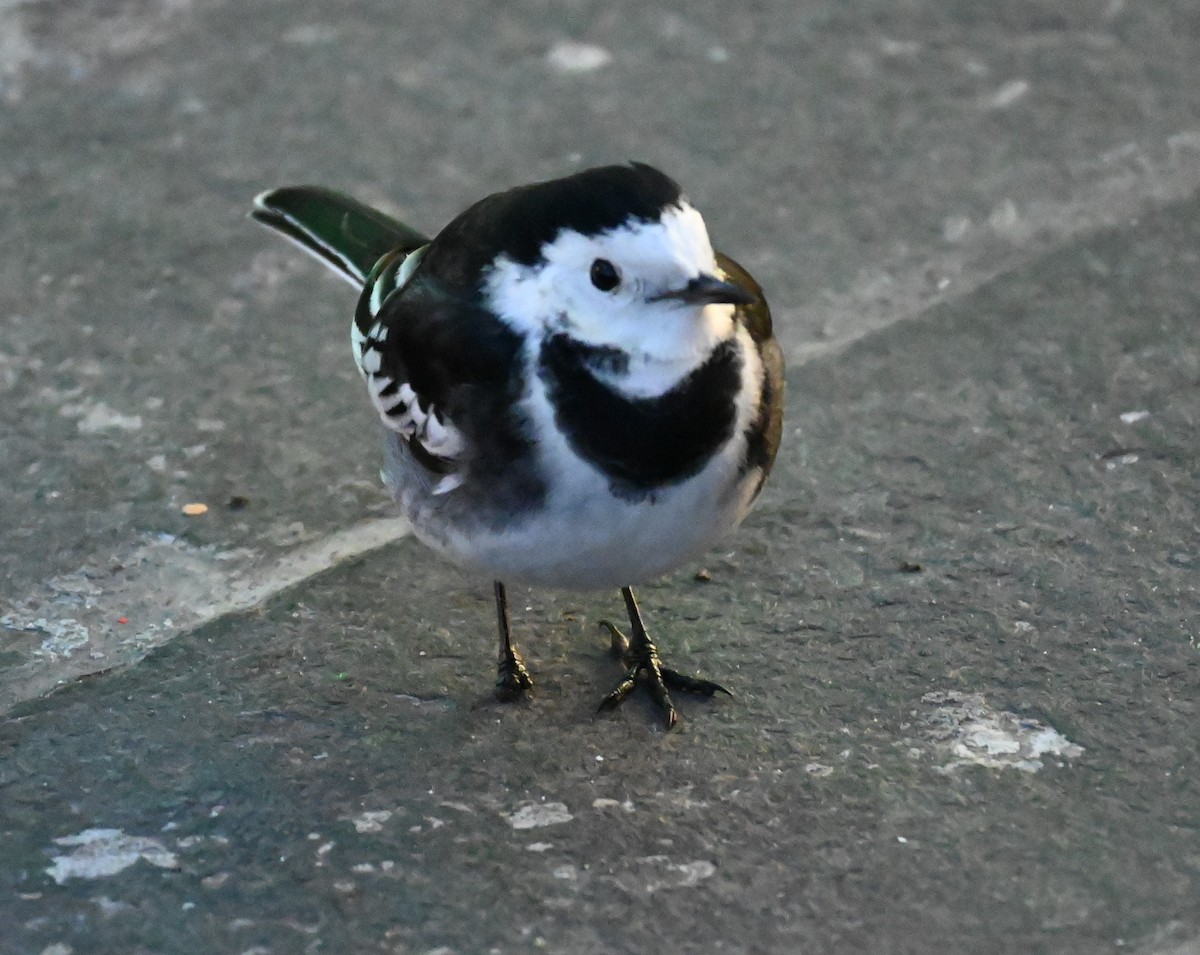 White Wagtail - ML628537762