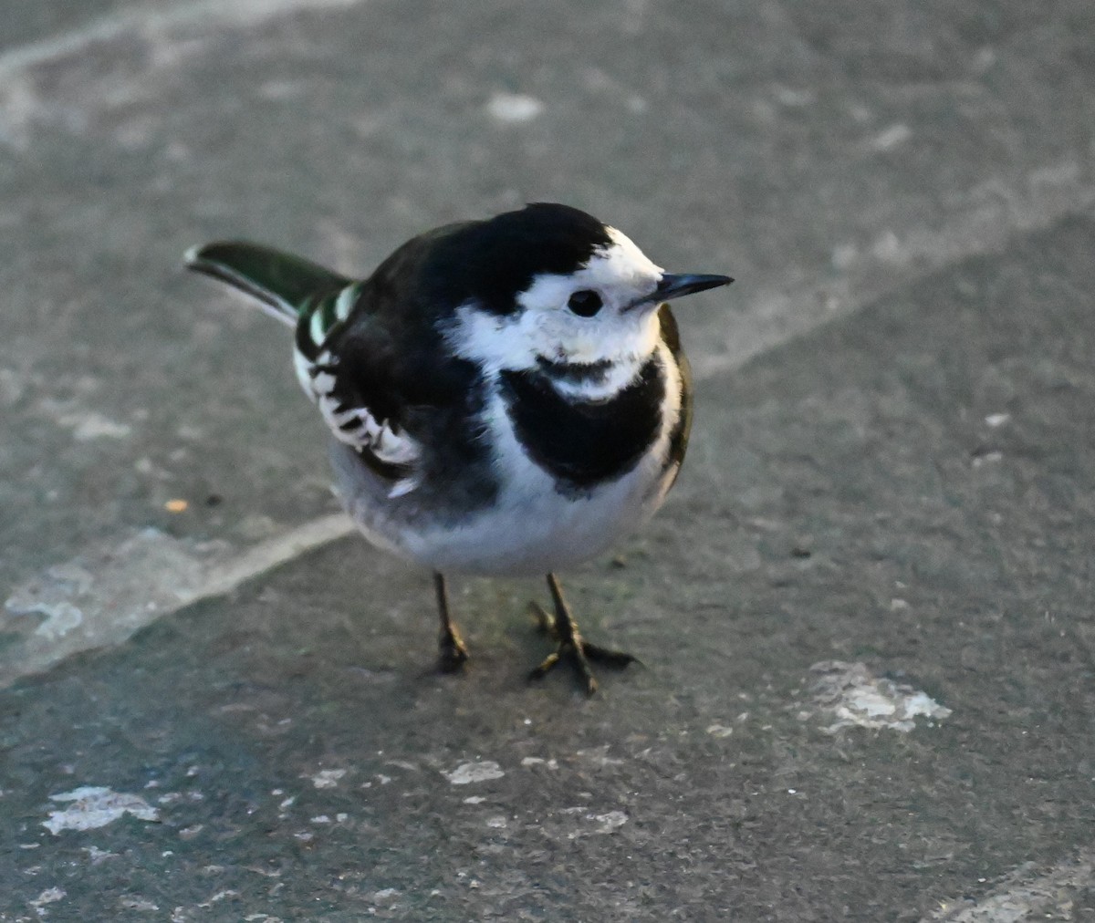 White Wagtail - ML628537764