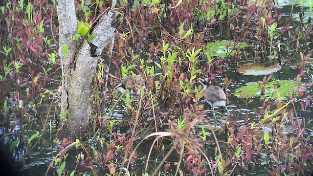 Northern Jacana - ML628537766