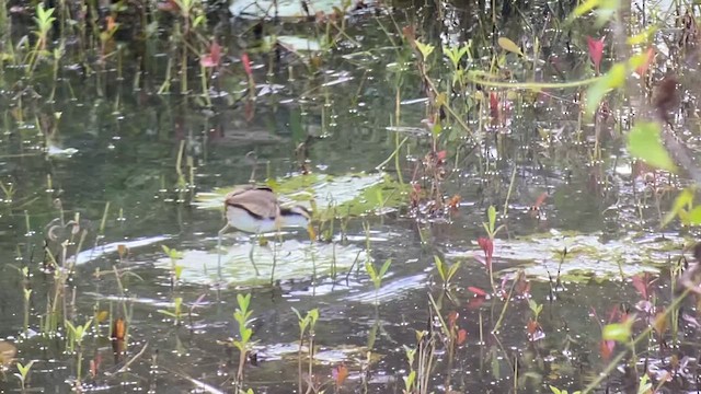 Northern Jacana - ML628537770