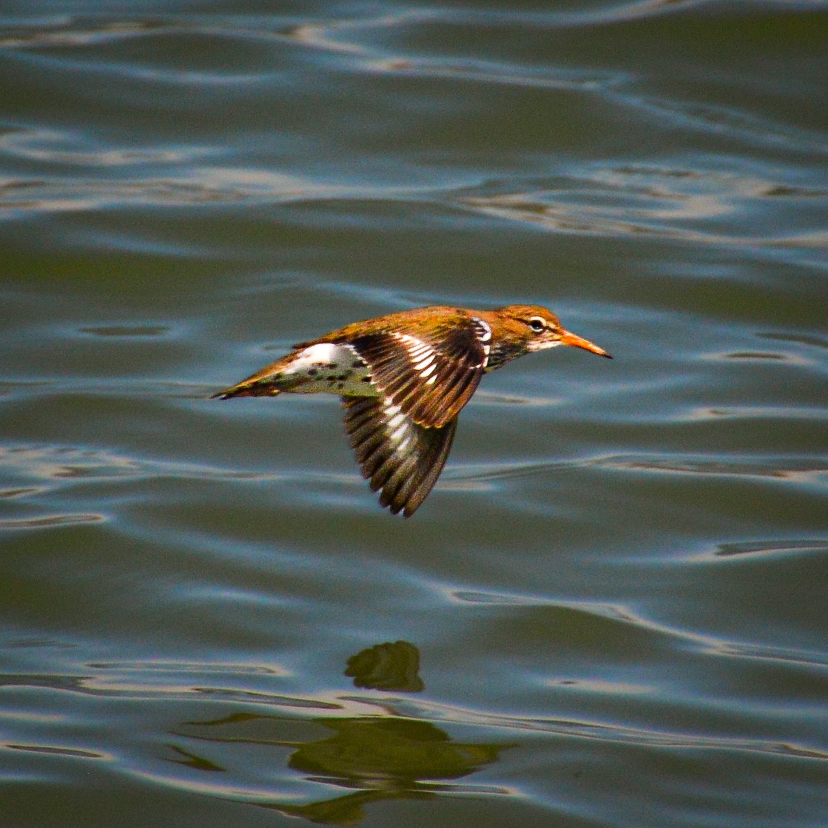 Spotted Sandpiper - ML628537794