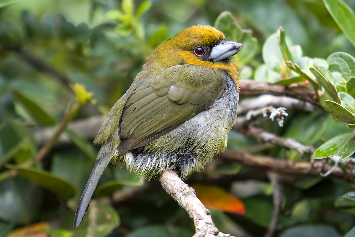 Prong-billed Barbet - ML628537797