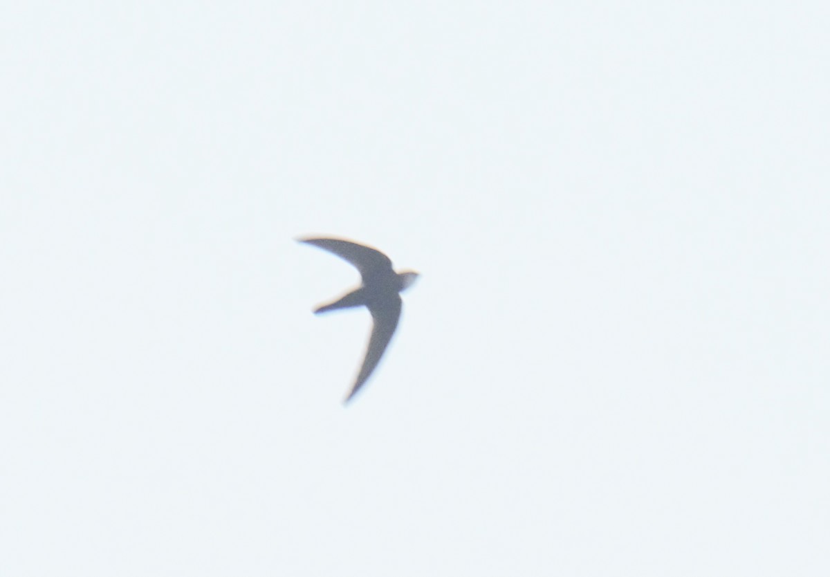 Blyth's Swift - ML628537872