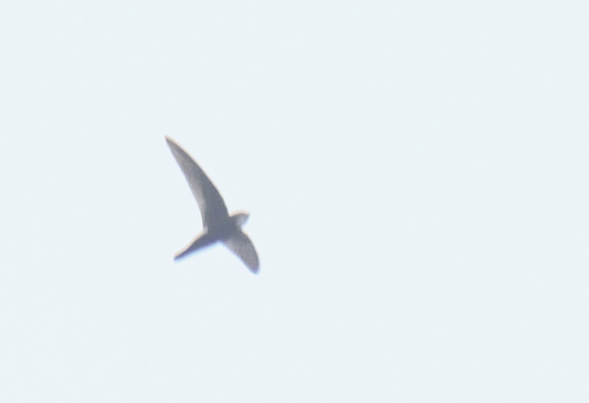 Blyth's Swift - ML628537905