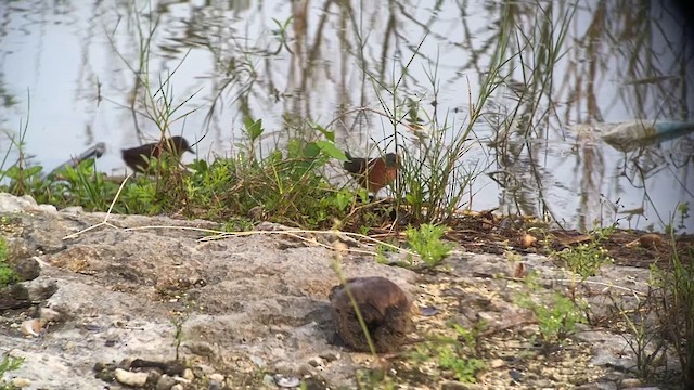 Ruddy Crake - ML628537920