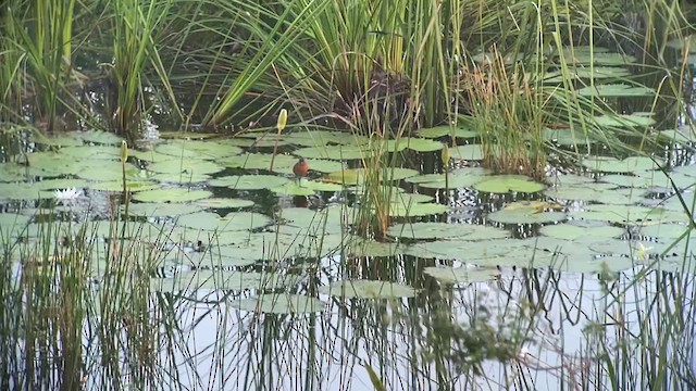 Ruddy Crake - ML628537922