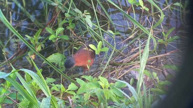 Ruddy Crake - ML628537923