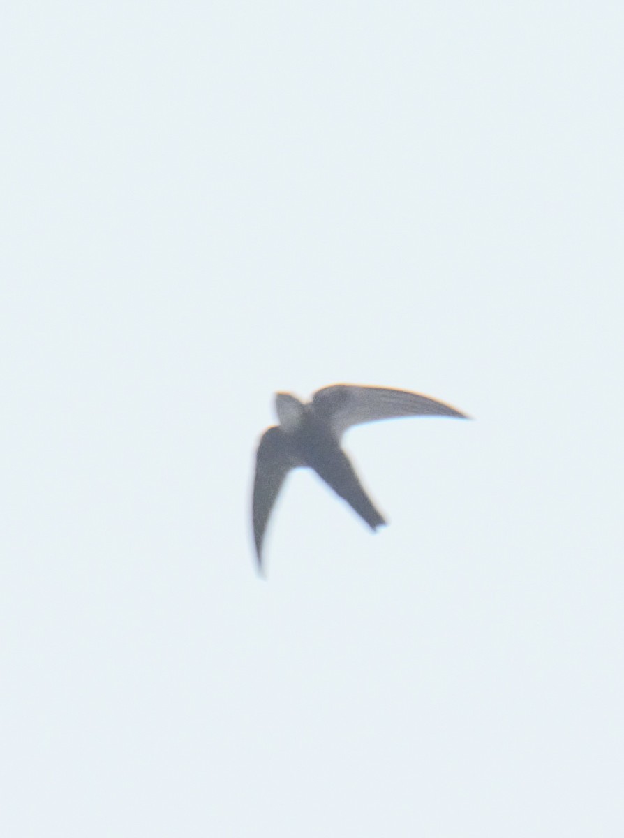 Blyth's Swift - ML628537937