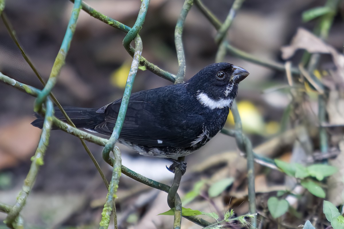 Variable Seedeater - ML628537942