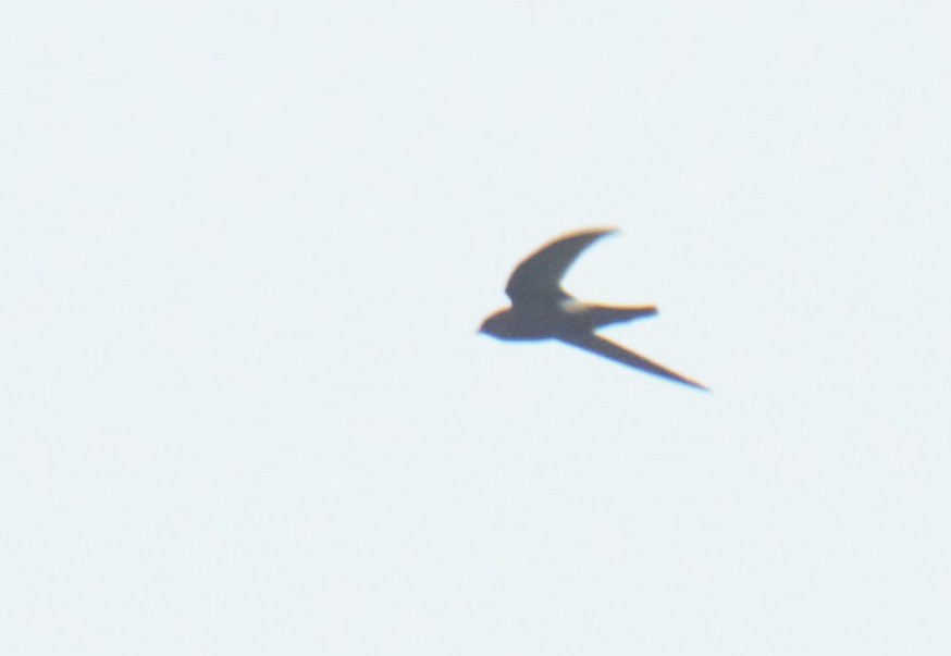 Blyth's Swift - ML628537958