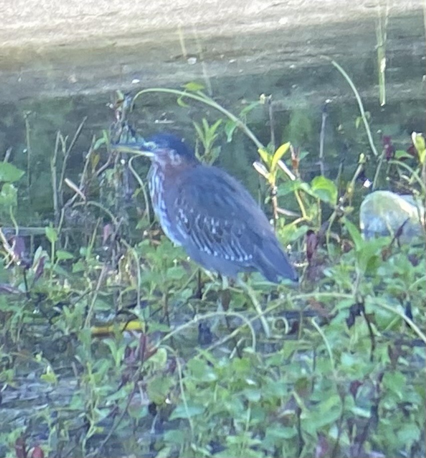 Green Heron - ML628537966