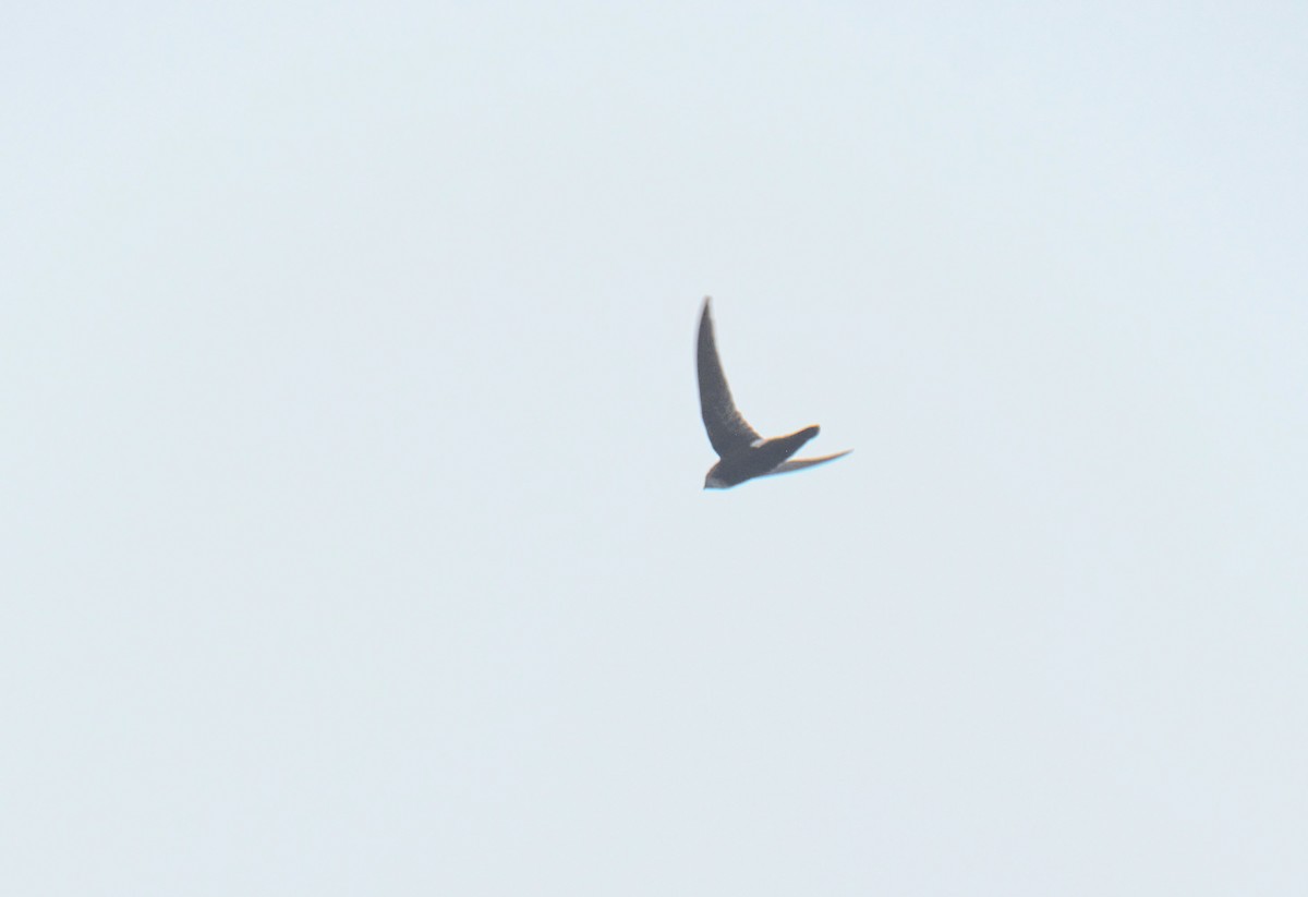 Blyth's Swift - ML628537975
