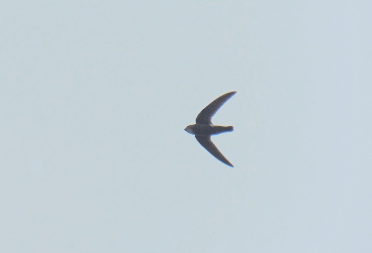 Blyth's Swift - ML628537988
