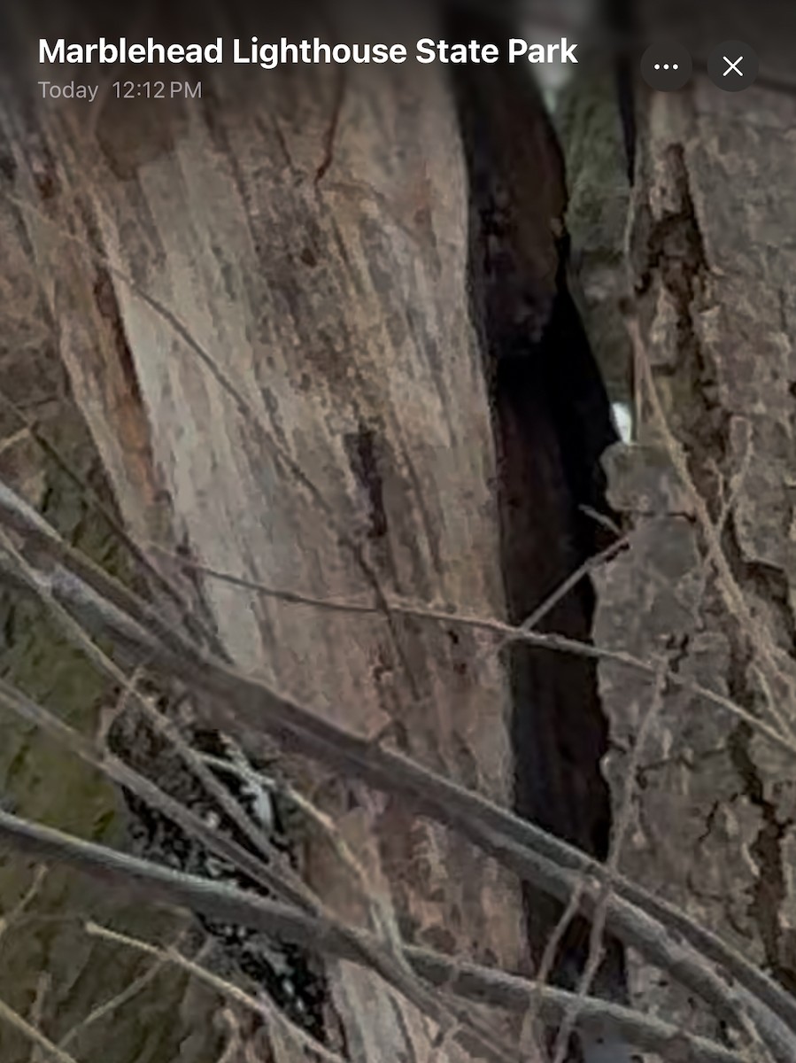 Yellow-bellied Sapsucker - ML628538046