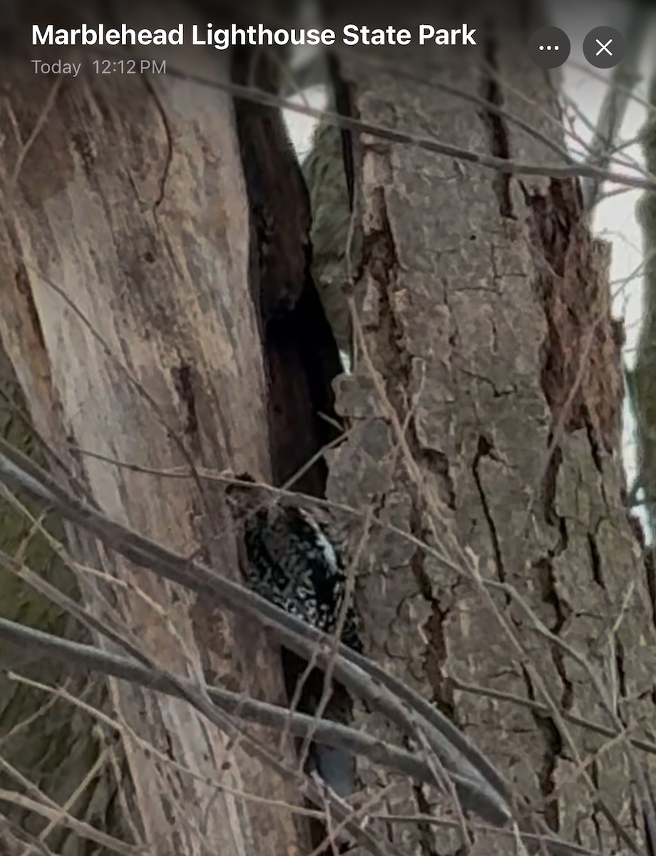Yellow-bellied Sapsucker - ML628538047