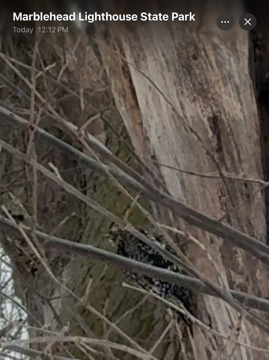 Yellow-bellied Sapsucker - ML628538048