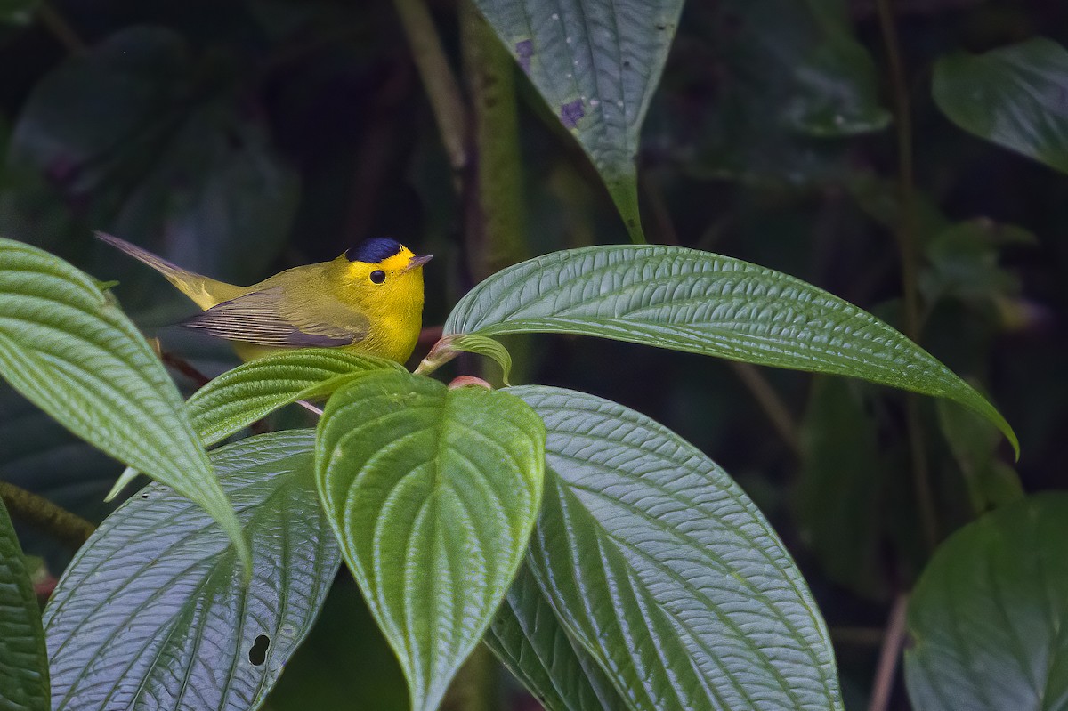 Wilson's Warbler - ML628538061