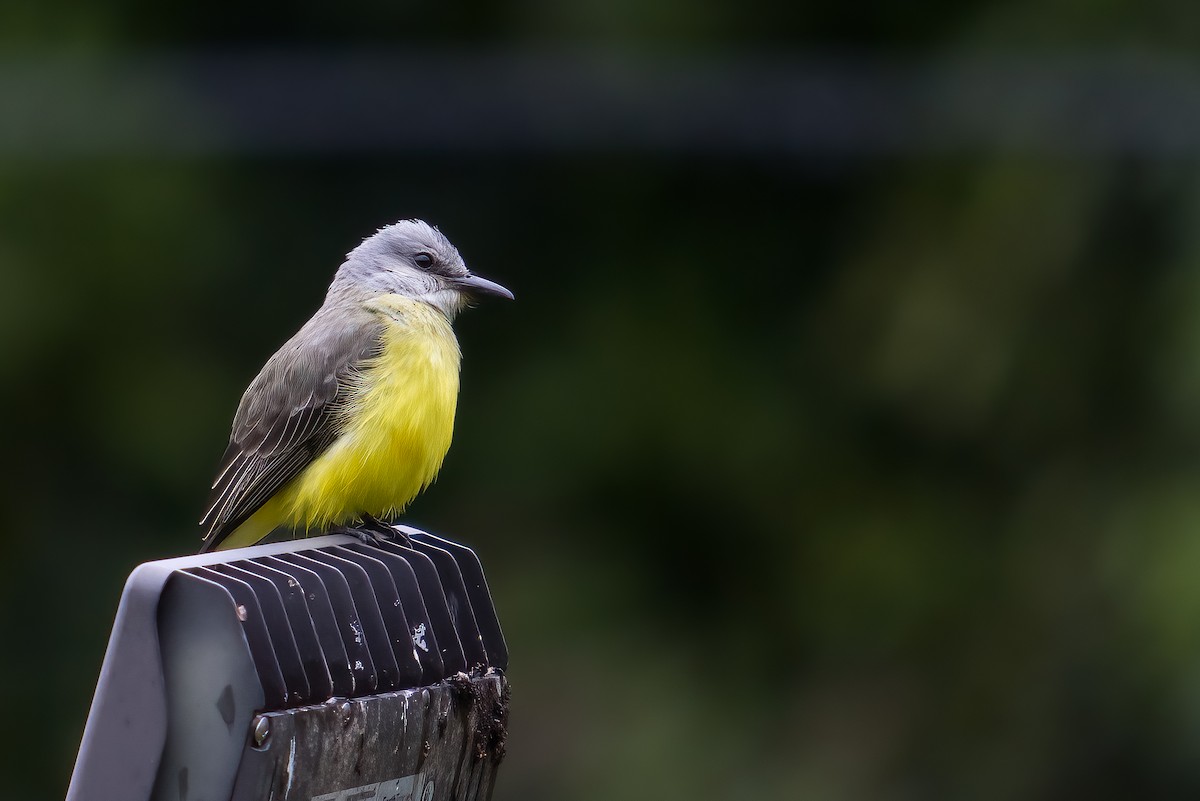 Tropical Kingbird - ML628538099