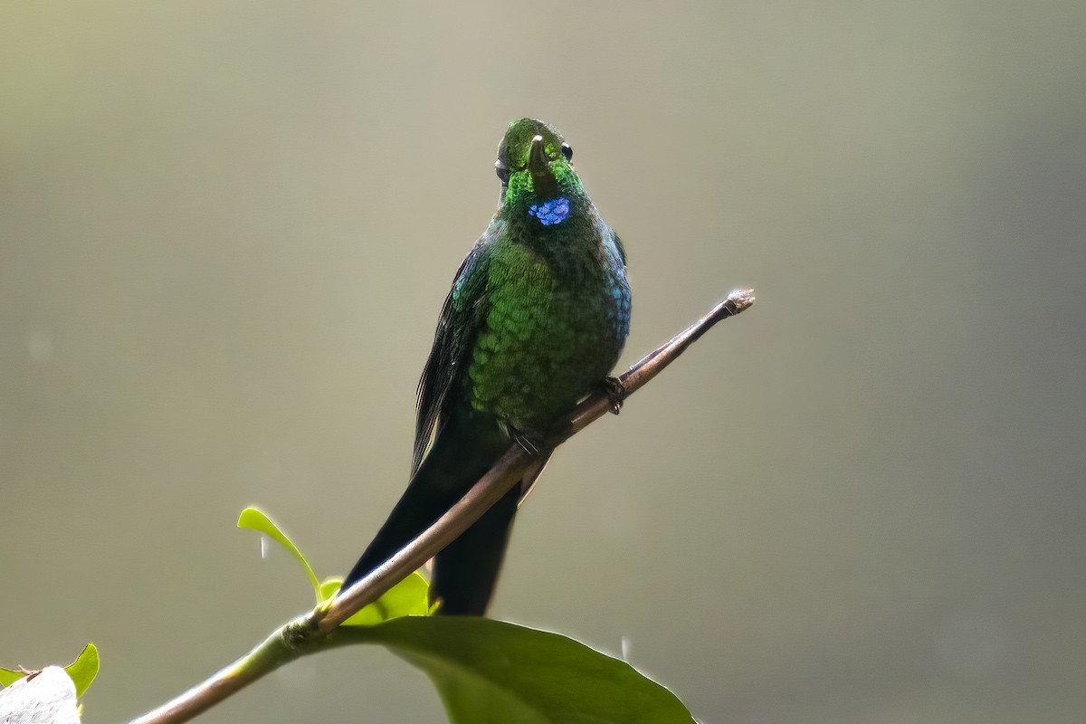 Green-crowned Brilliant - ML628538124