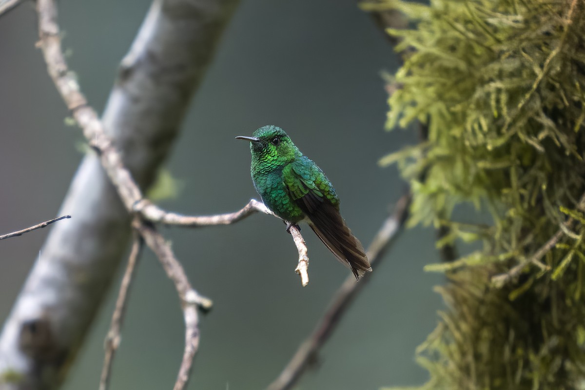 White-tailed Emerald - ML628538129