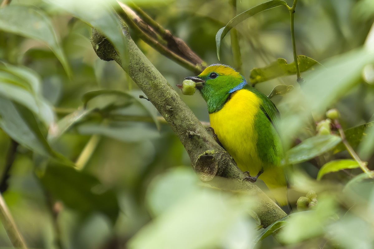 Golden-browed Chlorophonia - ML628538139