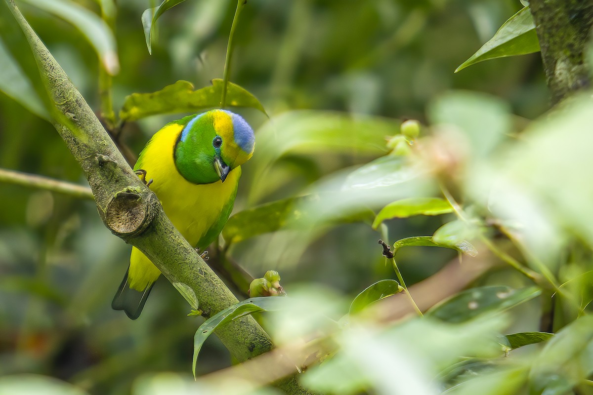 Golden-browed Chlorophonia - ML628538140