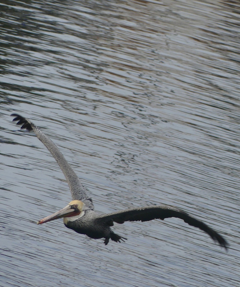 pelikán hnědý - ML628538153